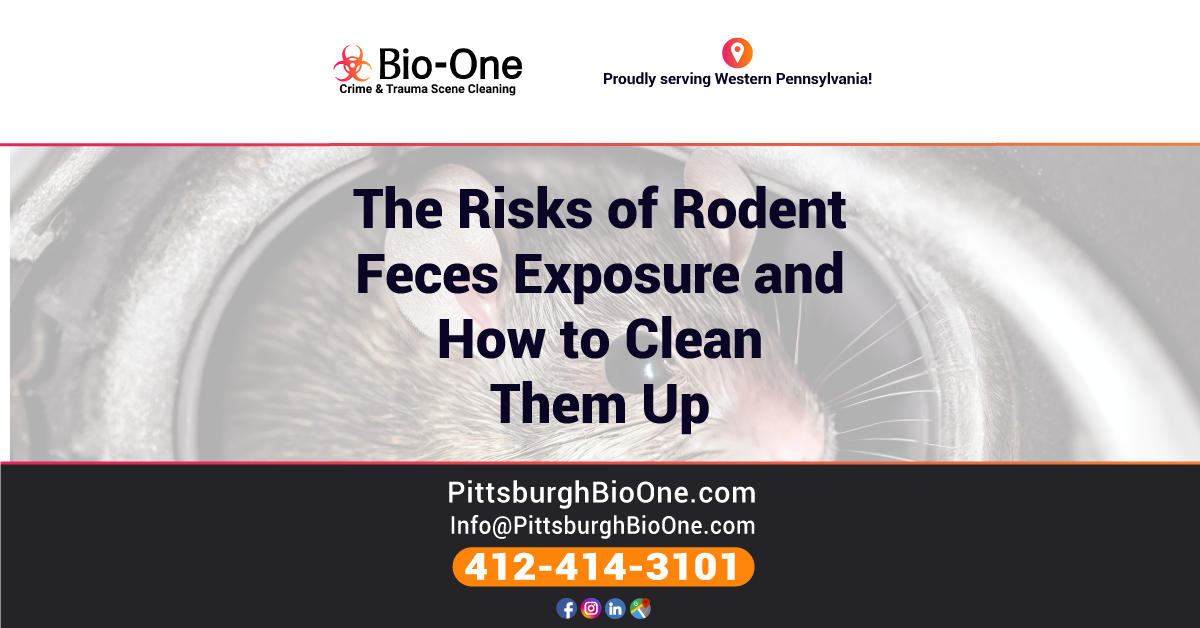 The Risks of Rodent Feces Exposure and How to Clean Them Up BioOne of Pittsburgh
