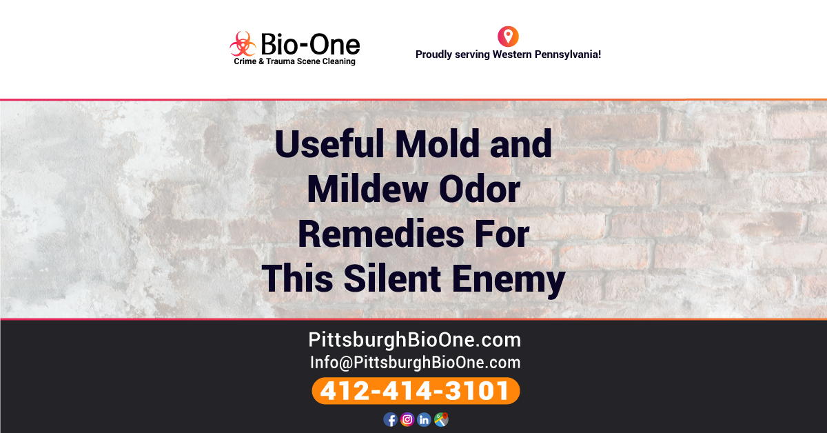 Useful Mold and Mildew Odor Remedies For This Silent Enemy BioOne of